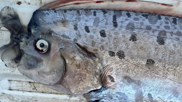 «Рыбу судного дня» показали вблизи на новых фото