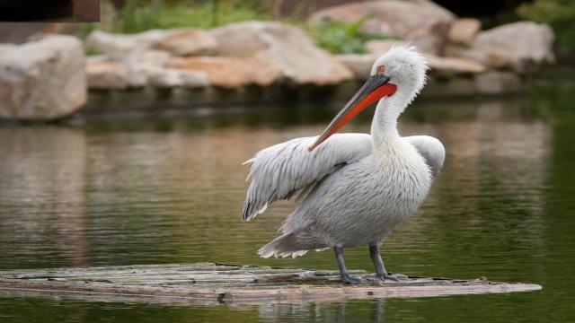 Самая большая птица в России: если вы ее увидите, будете шокированы
