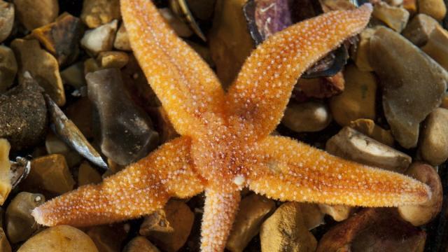 Ученые выяснили, как морские звезды становятся «безногими»