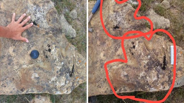В Забайкалье нашли уникальные следы динозавра