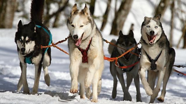 Родословная ездовых собак удивила ученых