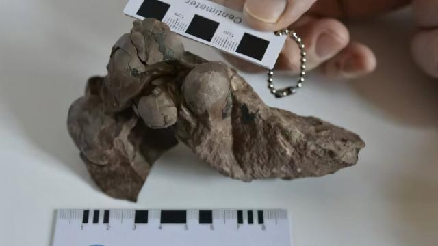 Раскрыт размер самого маленького яйца динозавра