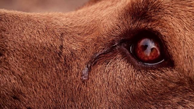 Умеют ли кошки и собаки плакать