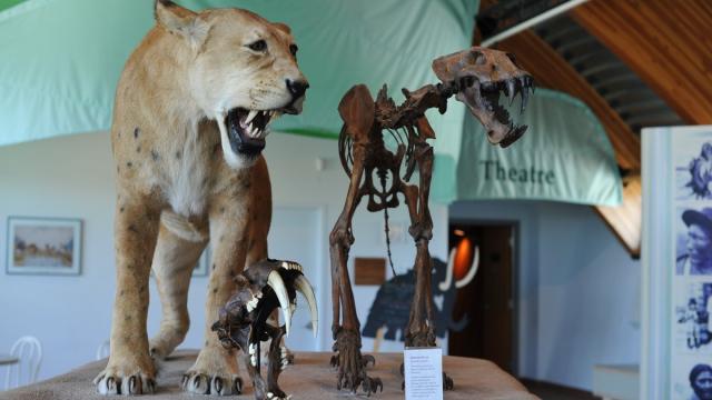 В Сибири нашли останки маленькой саблезубой кошки: им 35 000 лет