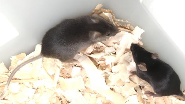 Генетики создали мышат от двух самцов: они дожили до взрослого возраста