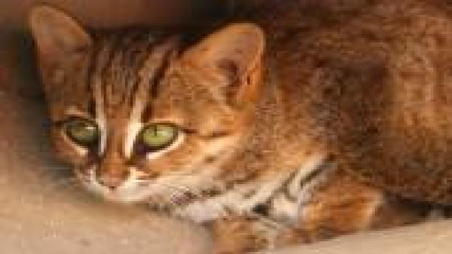 Самая маленькая кошка в мире была размером с ладонь и жила 300 000 лет назад