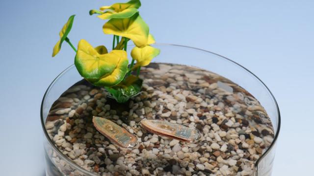 Ученые разработали одноразовых съедобных роботов для водоемов