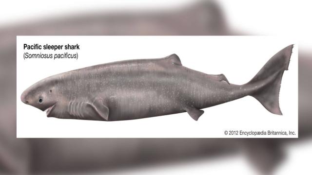 Для чего ученые сбросили корову на глубину 1629 метров вместе с камерами?