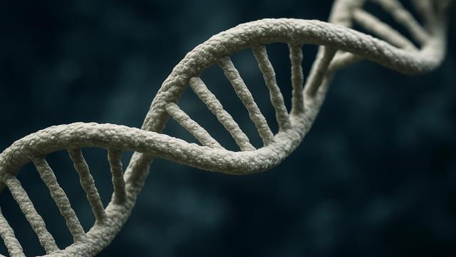 Мужчины выше женщин в среднем на 13 сантиметров: как это объясняет наука?