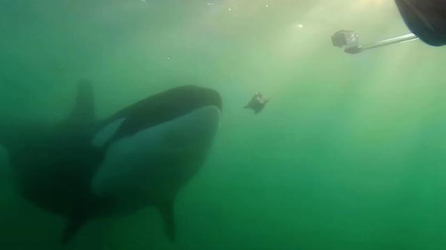 Почему косатки приносят людям свою добычу: удивительное открытие биологов