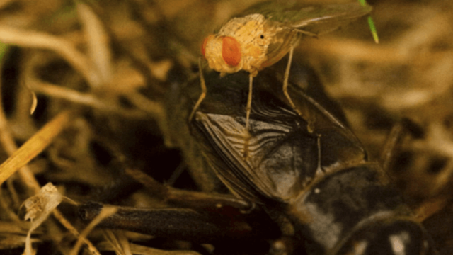 Эта необычная муха использует других насекомых для вынашивания потомства