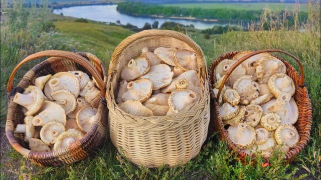 Почему нельзя просто пожарить грибы: объясняем, как их готовить правильно