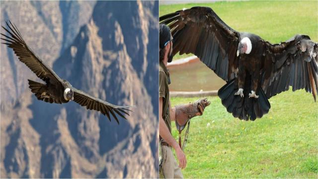 3 самые большие птицы в мире — только посмотрите на этих здоровяков!