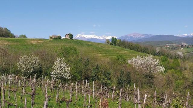 В Италии создали робота-виноградаря: неутомим и равнодушен к алкоголю