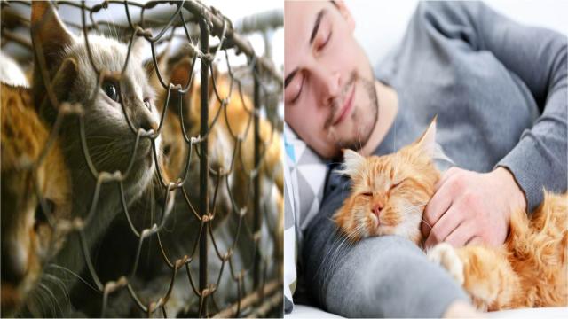 Где едят кошек: список стран, о которых вы не догадывались