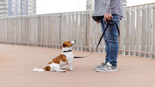 Какие собаки самые упрямые: 5 пород, с которыми новичку не справиться