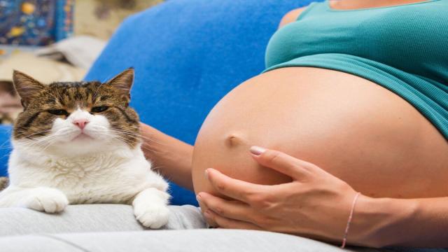 Можно ли беременным жить с кошкой: мифы, факты и советы, которые вас удивят