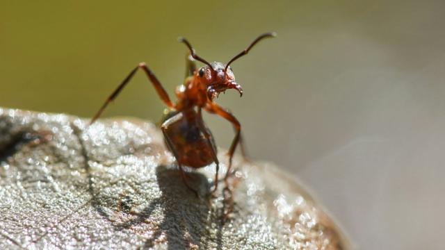 Муравьи клонируют собратьев другого вида: фантастическое открытие ученых
