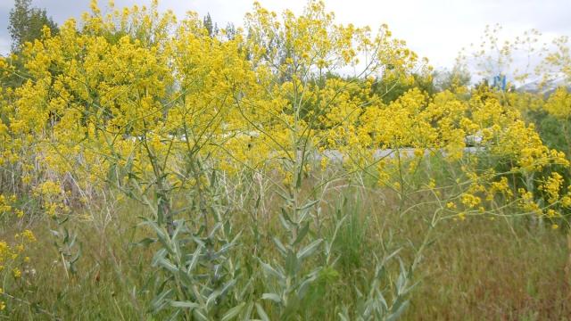 Найдены старейшие следы использования растений не для пищи