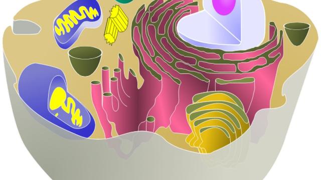 Найдены эффективные механизмы блокировки ферроптоза макрофагов