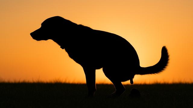 Почему на улице вы больше не встретите белую собачью какашку, как в 90-х?