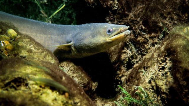 Российские ученые визуализировали белок японского угря