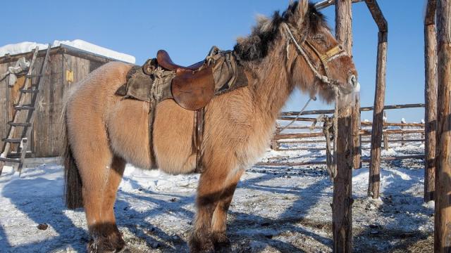 Сибирские «Врата ада» раскрыли тайну происхождения якутских лошадей