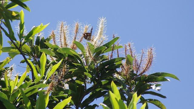 Тропические деревья научились охлаждать листья в жару: открытие ученых