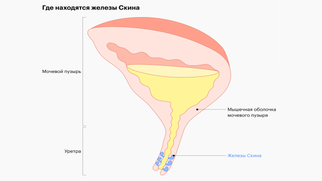 Что такое сквирт у женщин: откуда берётся жидкость и почему бывает не у всех