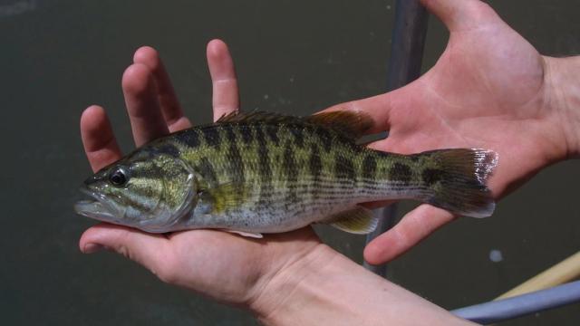 Экологи обнаружили два новых вида окуня