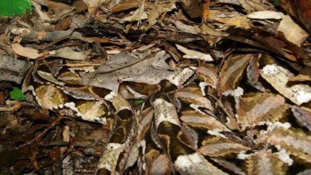 Ядовитая змея проникла в квартиру в России: как такое возможно и что делать?