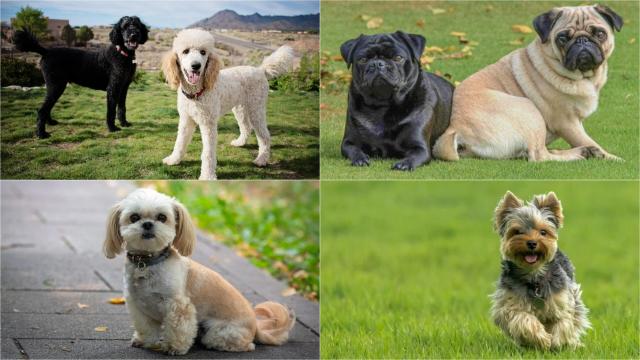 15 пород собак, которые выводились, чтобы стать лучшими друзьями человека