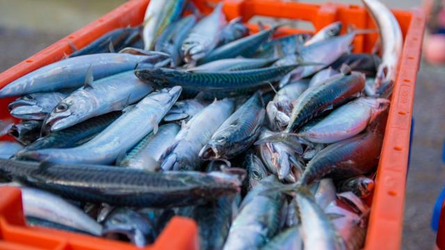 Биоразлагаемый пластик сделают из костей и рыбьего жира