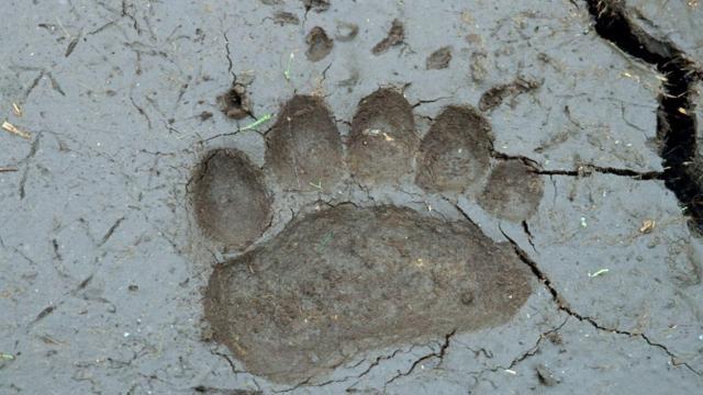 В каких регионах России водятся медведи?