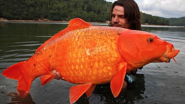 Золотая рыбка весом 30 кг: как аквариумный питомец превратился в гиганта
