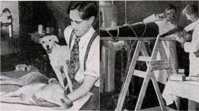 Как в XX веке научились воскрешать собак, а людей так и не смогли: эксперименты Роберта Э. Корниша