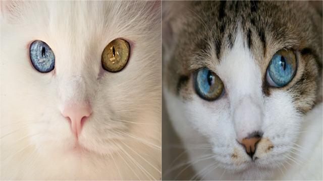 Какие бывают глаза у кошек и от чего зависит их цвет: полный список оттенков