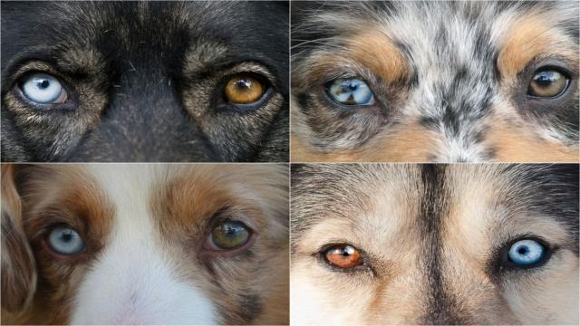 Какие бывают глаза у собак и от чего зависит их цвет: полная палитра