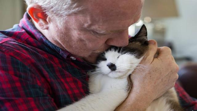 Любят ли кошки, когда их обнимают — правда, о которой мало кто знает