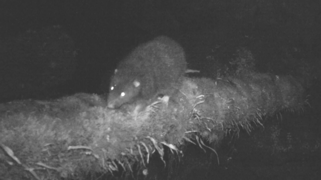 «Потерянную» гигантскую крысу нашли живой спустя 30 лет