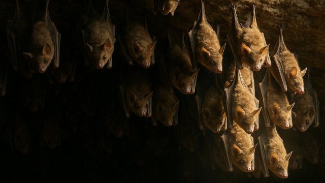 Почему именно летучие мыши переносят самые опасные болезни на планете