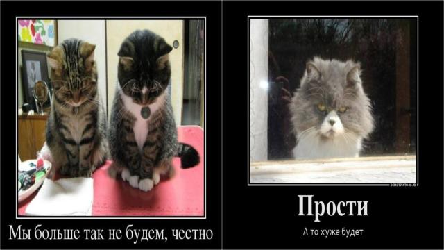 Почему кошки не чувствуют вину — и всё равно заставляют нас их прощать