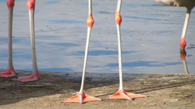 Почему фламинго розовые и стоят на одной ноге: самое подробное объяснение