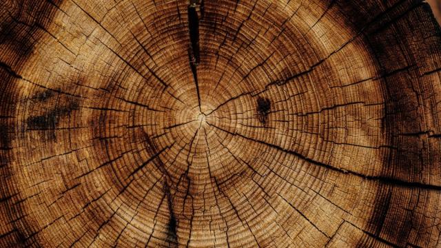 Топ-7 самых ценных сортов древесины в мире: где найти и сколько стоят