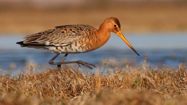 Эта птица способна пролететь без остановки дальше, чем пассажирский Боинг