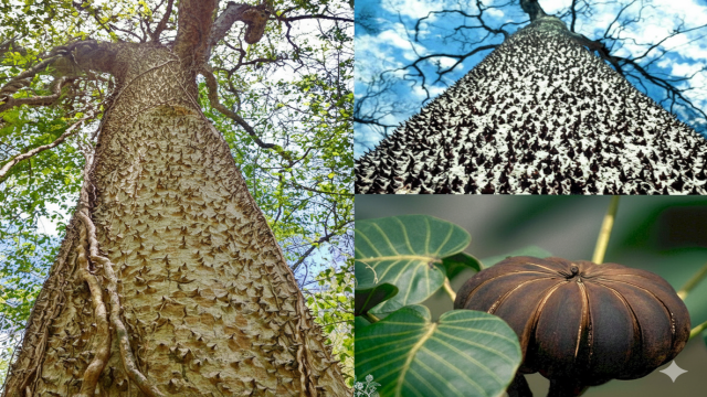 Это дерево стреляет семенами со скоростью 258 км/ч и оно ядовито