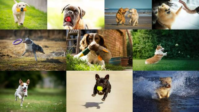 10 самых игривых пород собак: подборка для семьи и детей