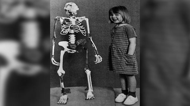 7 фактов об ископаемой Люси — самом знаменитом предке человека, ходившем на двух ногах