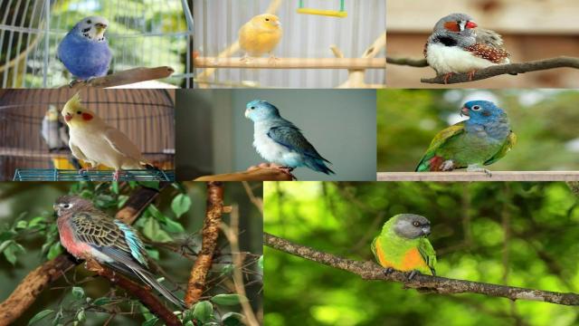 8 лучших птиц для содержания в квартире: тихие и простые в уходе