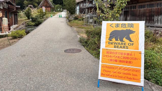 В этой стране медведи массово нападают на людей и не дают спокойно жить